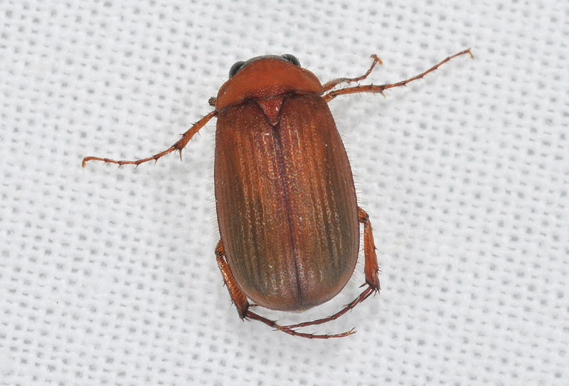 Serica brunnea (Melolonthidae)